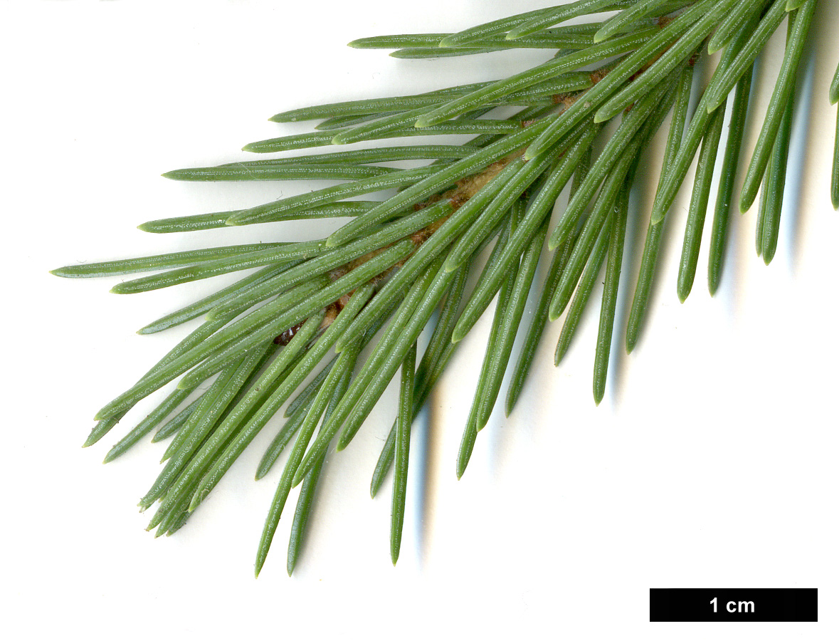 High resolution image: Family: Pinaceae - Genus: Picea - Taxon: likiangensis - SpeciesSub: var. rubescens